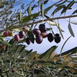 olive tree