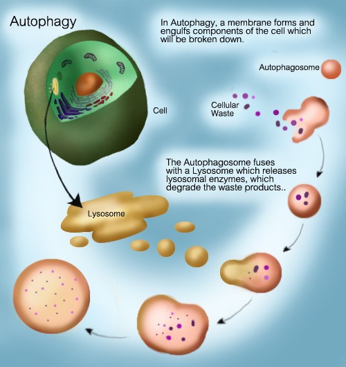 autophagy