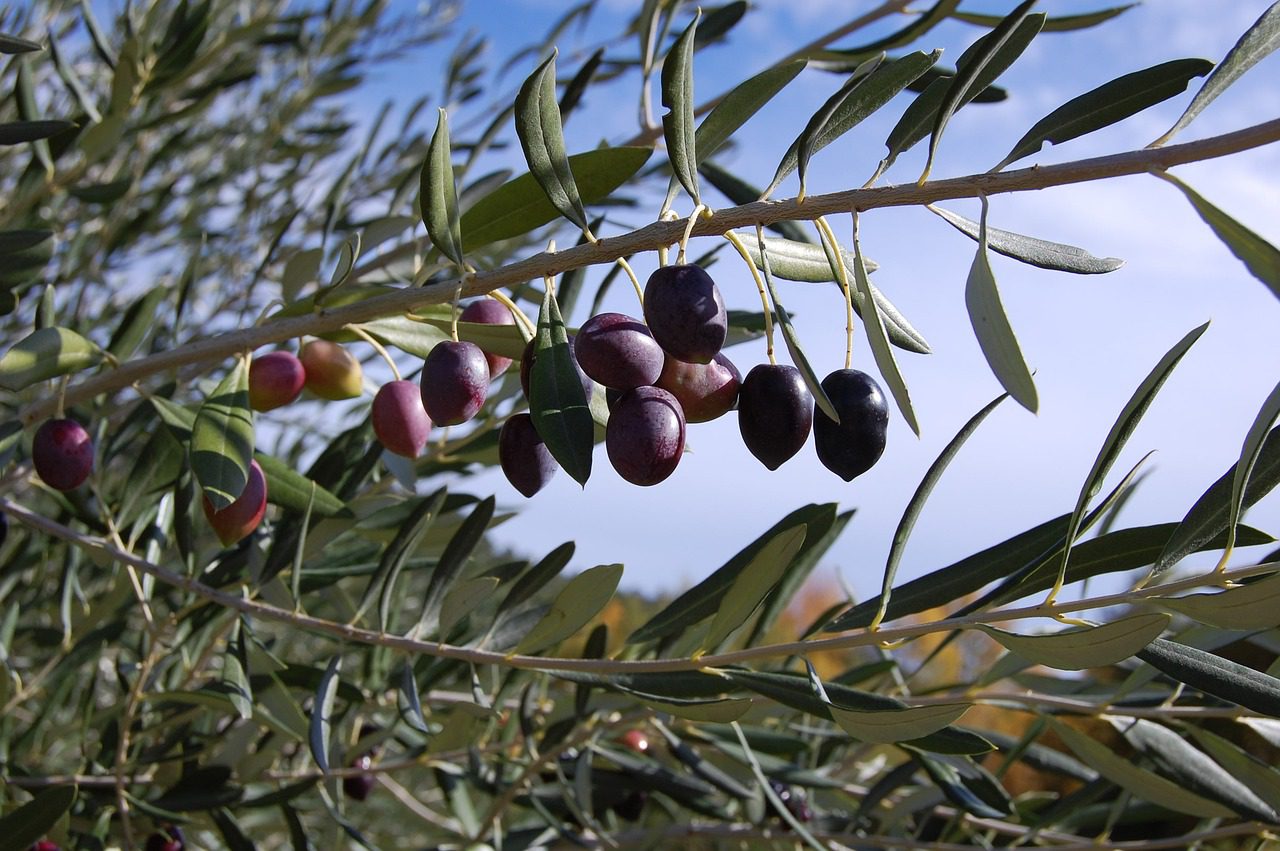 olive tree