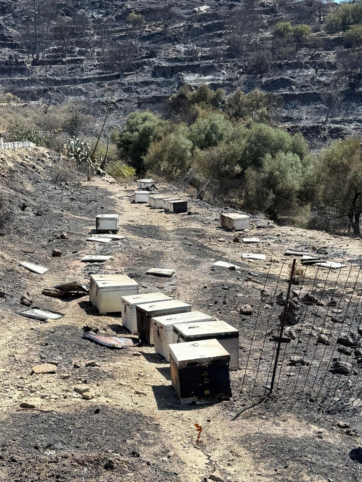 μέλισσες
