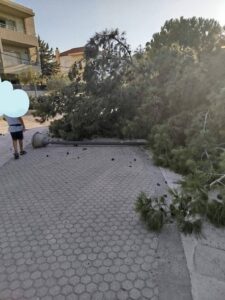 Δέντρο