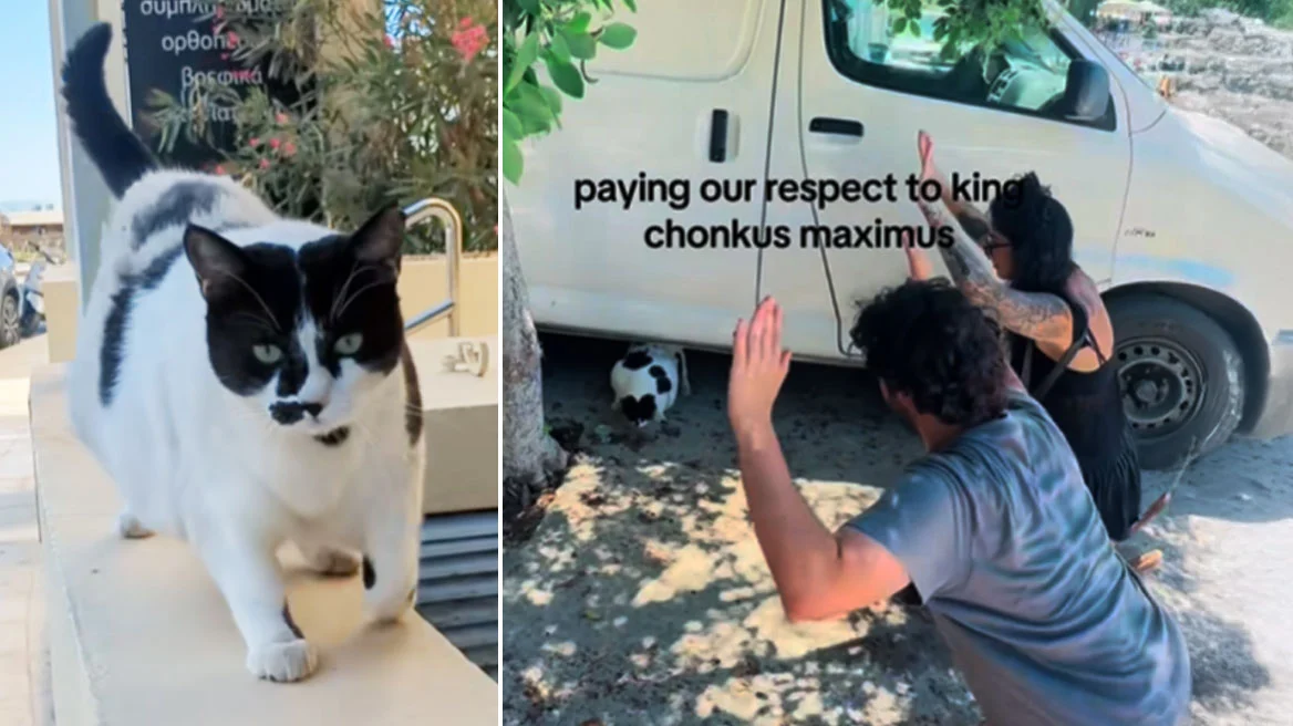 Γάτα