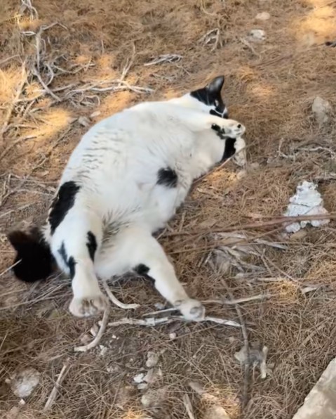 Γατούλης