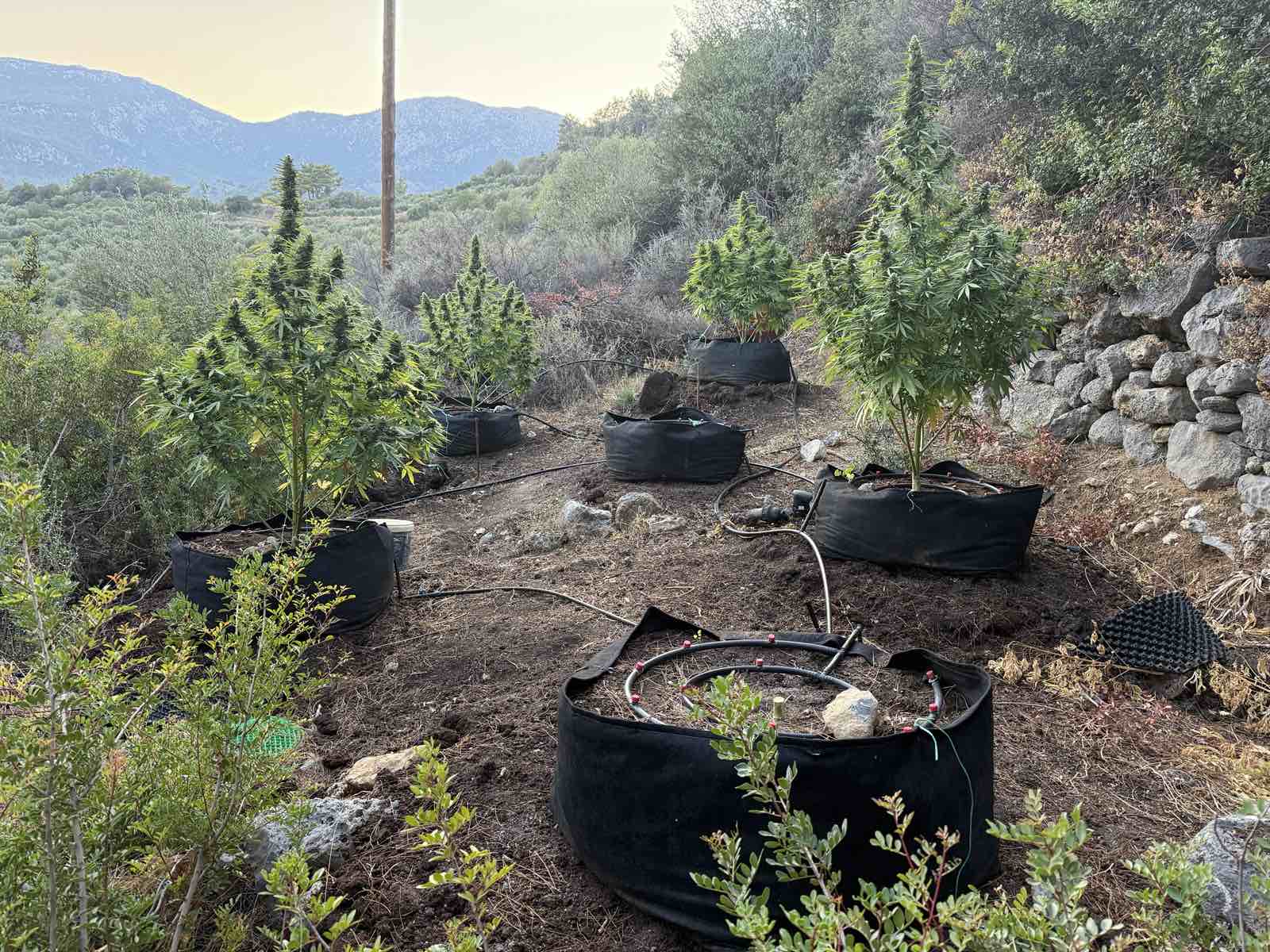 Ναρκωτικά