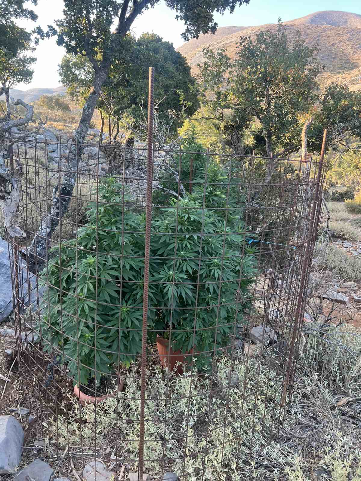 Δενδρύλλια