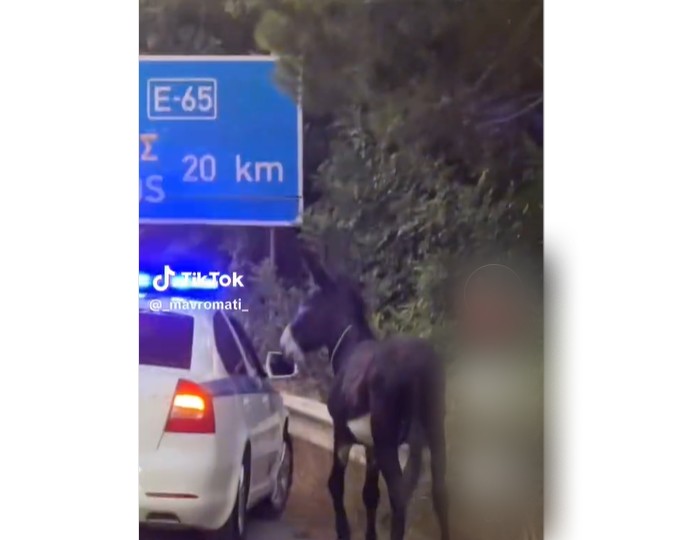 Γαϊδαρος