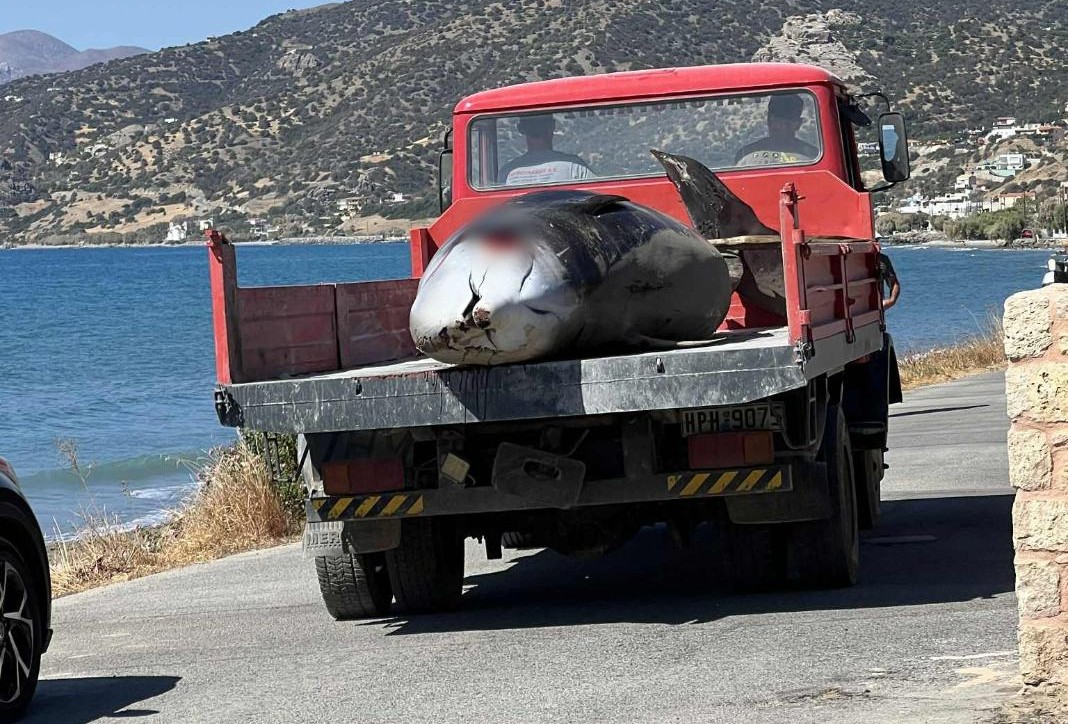 Φάλαινα