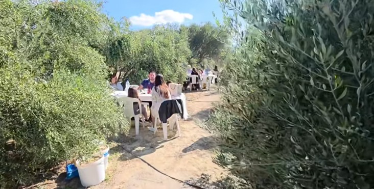 Ελαιώνας
