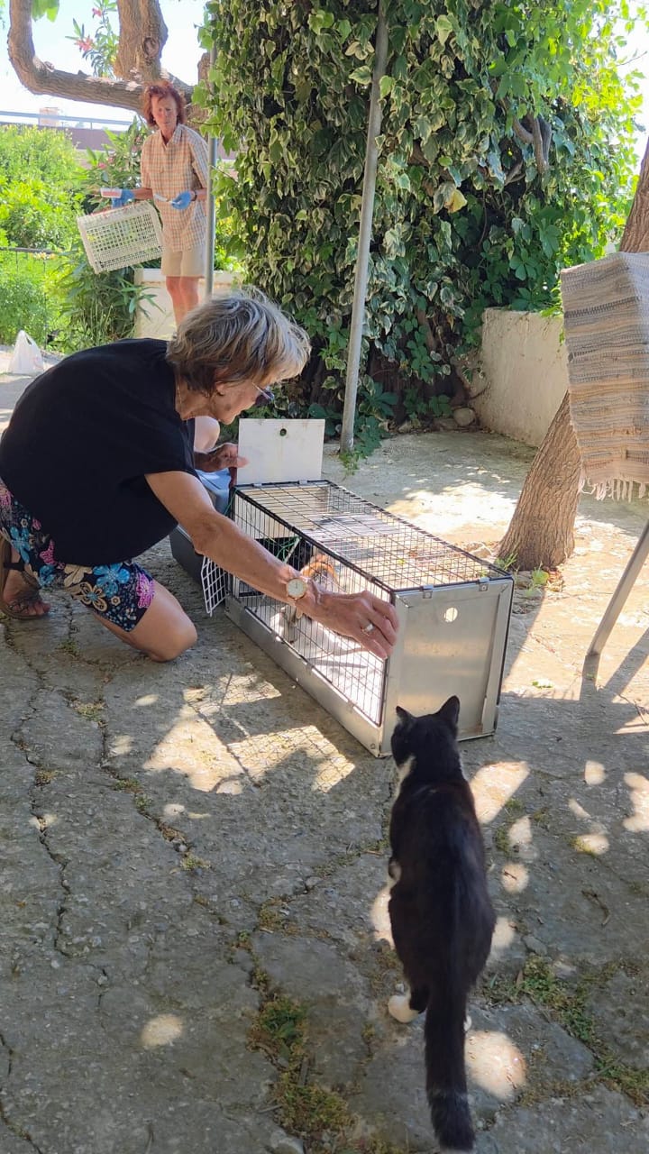 Μαζικών Στειρώσεων